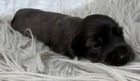 AKC LH brindle male, a male Miniature Dachshund for sale in Cumming, GA – 9 of 10
