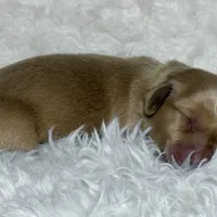 AKC ee red male, a male Miniature Dachshund for sale in Cumming, GA – Photo 7 of 9