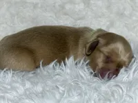 AKC ee red male, a male Miniature Dachshund for sale in Cumming, GA – Photo 7 of 9