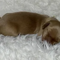 AKC ee red male, a male Miniature Dachshund for sale in Cumming, GA – Photo 9 of 9