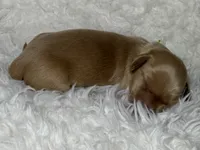 AKC ee red male, a male Miniature Dachshund for sale in Cumming, GA – Photo 9 of 9