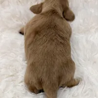 AKC ee red male, a male Miniature Dachshund for sale in Cumming, GA – Photo 4 of 9