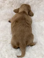 AKC ee red male, a male Miniature Dachshund for sale in Cumming, GA – Photo 4 of 9