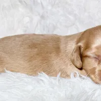 AKC ee red male, a male Miniature Dachshund for sale in Cumming, GA – Photo 6 of 9