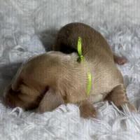 AKC ee red male, a male Miniature Dachshund for sale in Cumming, GA – Photo 8 of 9