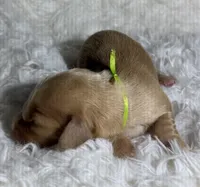 AKC ee red male, a male Miniature Dachshund for sale in Cumming, GA – Photo 8 of 9