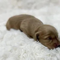 AKC ee red male, a male Miniature Dachshund for sale in Cumming, GA – Photo 2 of 9