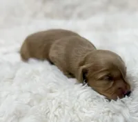 AKC ee red male, a male Miniature Dachshund for sale in Cumming, GA – Photo 2 of 9