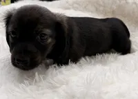 AKC brindle male, a male Miniature Dachshund for sale in Cumming, GA – 4 of 10