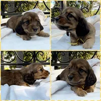 AKC shaded cream female, a female Miniature Dachshund for sale in Cumming, GA – 1 of 8