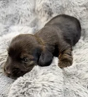 AKC brindle male, a male Miniature Dachshund for sale in Cumming, GA – 5 of 9