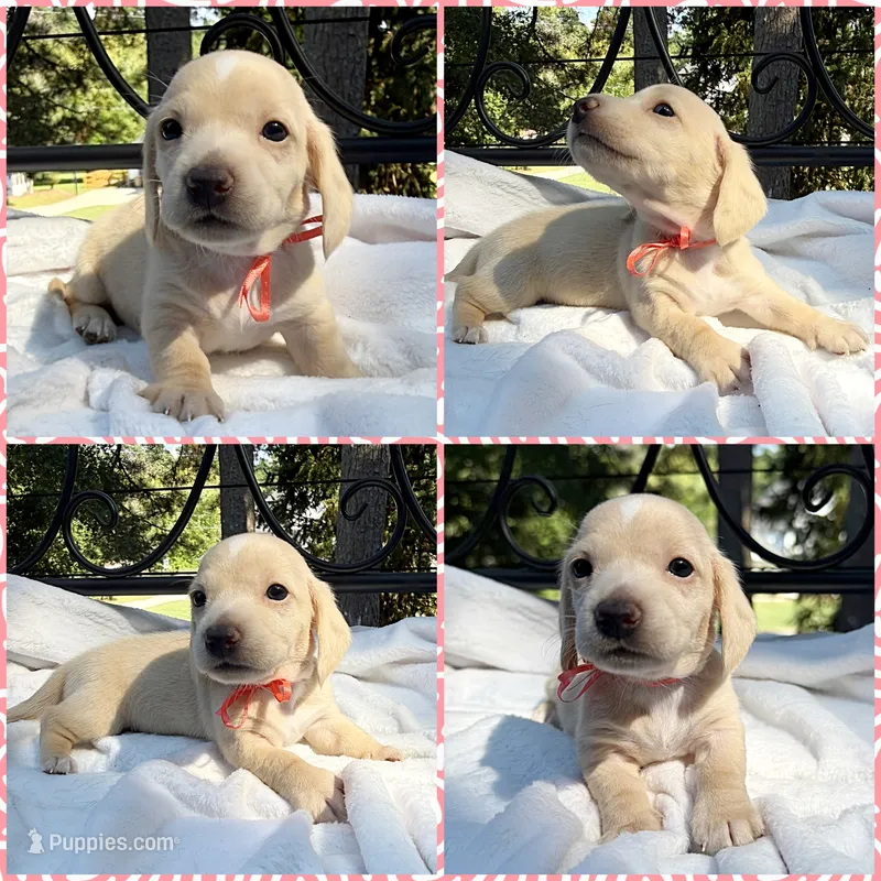 AKC ee cream female – Miniature Dachshund puppy for sale in Cumming, GA