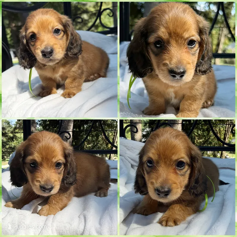 AKC shaded red male – Miniature Dachshund puppy on hold in Cumming, GA