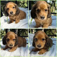 AKC shaded red male, a male Miniature Dachshund for sale in Cumming, GA – 1 of 10