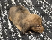 AKC shaded cream female, a female Miniature Dachshund for sale in Cumming, GA – 4 of 9