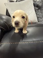 AKC cream female, a female Miniature Dachshund for sale in Cumming, GA – 6 of 10