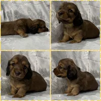 AKC shaded cream female, a female Miniature Dachshund for sale in Cumming, GA – 6 of 8
