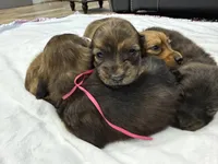 AKC brindle female, a female Miniature Dachshund for sale in Cumming, GA – 4 of 10