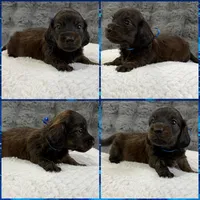 AKC brindle male, a male Miniature Dachshund for sale in Cumming, GA – 7 of 8