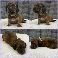 AKC brindle female, a female Miniature Dachshund for sale in Cumming, GA – 10 of 10