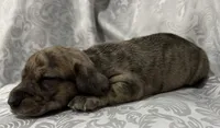 AKC cream brindle female, a female Miniature Dachshund for sale in Cumming, GA – 10 of 10