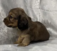 AKC shaded cream female, a female Miniature Dachshund for sale in Cumming, GA – 4 of 8