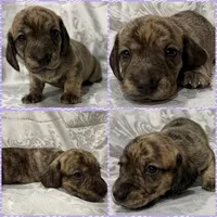 AKC cream brindle female, a female Miniature Dachshund for sale in Cumming, GA – 6 of 10