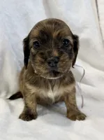 AKC brindle female, a female Miniature Dachshund for sale in Cumming, GA – 2 of 10