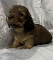 AKC shaded cream female, a female Miniature Dachshund for sale in Cumming, GA – 3 of 8