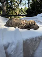 AKC cream brindle female, a female Miniature Dachshund for sale in Cumming, GA – 3 of 10