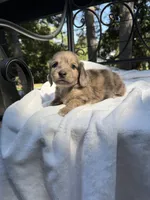 AKC cream dapple brindle male, a male Miniature Dachshund for sale in Cumming, GA – 3 of 5