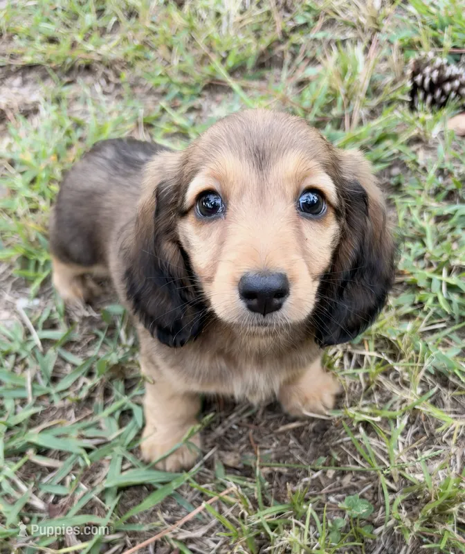 AKC shaded cream female – Miniature Dachshund puppy for sale in Cumming, GA