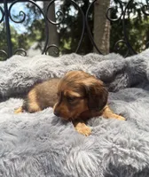 AKC lightly marked dapple male, a male Miniature Dachshund for sale in Cumming, GA – 7 of 9