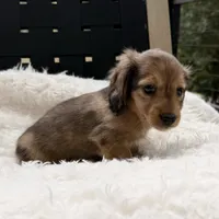 AKC lightly marked dapple male, a male Miniature Dachshund for sale in Cumming, GA – 2 of 9