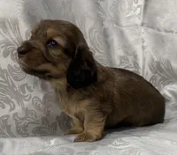 AKC shaded cream female, a female Miniature Dachshund for sale in Cumming, GA – 8 of 8