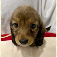 AKC shaded cream female, a female Miniature Dachshund for sale in Cumming, GA – 6 of 9