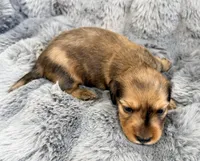 AKC lightly marked dapple male, a male Miniature Dachshund for sale in Cumming, GA – 6 of 9