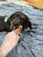 AKC LH brindle male, a male Miniature Dachshund for sale in Cumming, GA – 7 of 10