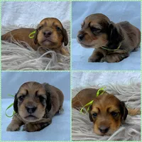 AKC LH shaded red male, a male Miniature Dachshund for sale in Cumming, GA – 2 of 10
