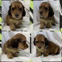AKC shaded red male, a male Miniature Dachshund for sale in Cumming, GA – 6 of 10
