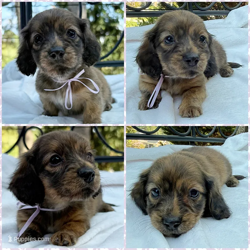 AKC brindle female – Miniature Dachshund puppy for sale in Cumming, GA