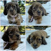 AKC brindle female, a female Miniature Dachshund for sale in Cumming, GA – 1 of 10