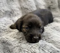 AKC brindle male, a male Miniature Dachshund for sale in Cumming, GA – 3 of 9