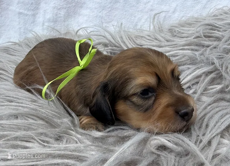 AKC LH shaded red male – Miniature Dachshund puppy for sale in Cumming, GA