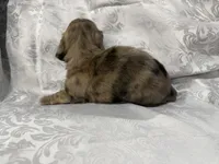 AKC cream dapple brindle male, a male Miniature Dachshund for sale in Cumming, GA – 5 of 5