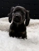 AKC brindle male, a male Miniature Dachshund for sale in Cumming, GA – 6 of 10