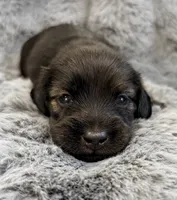AKC brindle male, a male Miniature Dachshund for sale in Cumming, GA – 8 of 9
