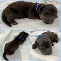AKC LH brindle male, a male Miniature Dachshund for sale in Cumming, GA – 10 of 10