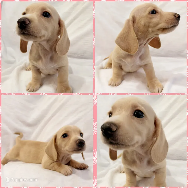 AKC cream female – Miniature Dachshund puppy for sale in Cumming, GA