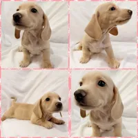 AKC cream female, a female Miniature Dachshund for sale in Cumming, GA – 1 of 10